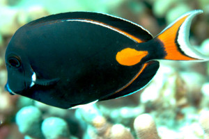 Acanthurus achilles