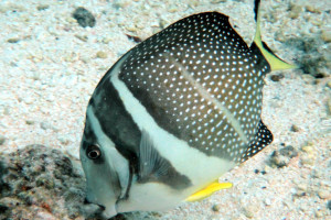 Acanthurus guttatus