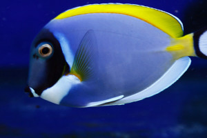 Acanthurus leucosternon