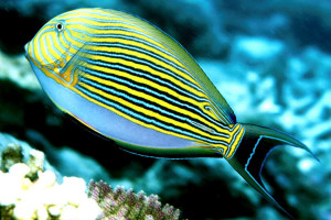 Acanthurus lineatus