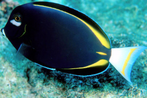 Acanthurus nigricans