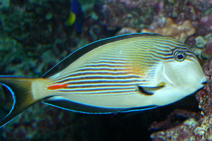 Acanthurus sohal