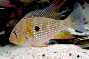 Acarichthys heckelii