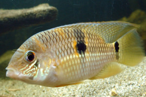 Aequidens pallidus