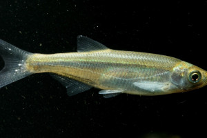 Alburnus alburnus