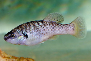 Allodontichthys polylepis