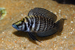 Altolamprologus calvus