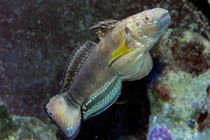 Amblygobius phalaena