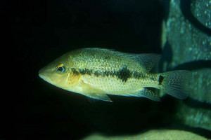 Amphilophus calobrensis