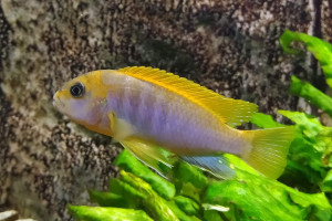 Labidochromis sp. "hongi" Hongi Island