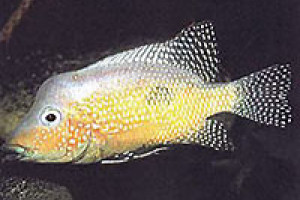 Amphilophus rostratus