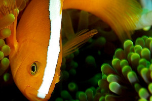 Amphiprion akallopisos