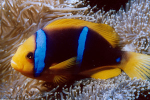 Amphiprion chrysopterus