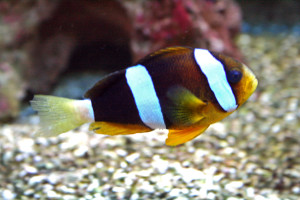 Amphiprion clarkii