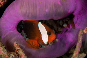 Amphiprion melanopus