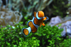 Amphiprion ocellaris