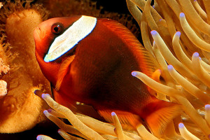 Amphiprion rubrocinctus 