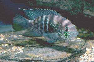 Andinocara sapayensis