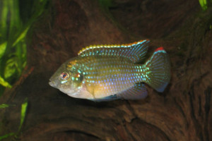 Anomalochromis thomasi