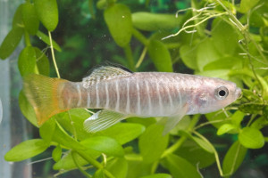 Aphanius fasciatus