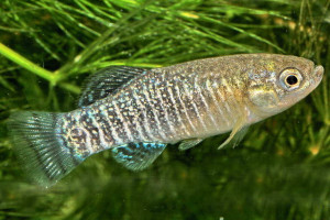 Aphanius iberus