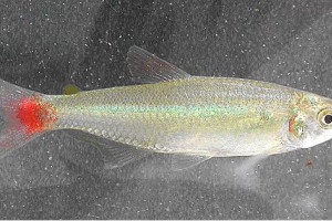 Aphyocharax alburnus