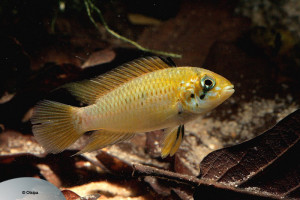 Apistogramma alacrina