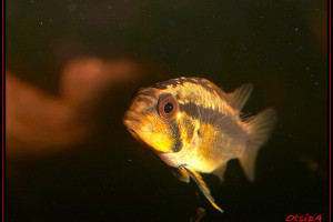 Apistogramma arua