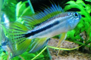 Apistogramma bitaeniata