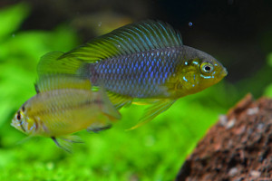 Apistogramma borellii