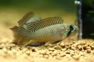 Apistogramma brevis