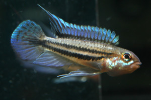 Apistogramma diplotaenia