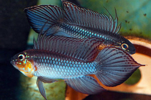 Apistogramma elizabethae