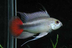 Apistogramma erythura