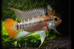 Apistogramma eunotus