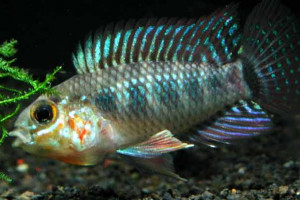 Apistogramma geisleri