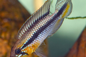 Apistogramma gephyra