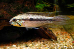 Apistogramma gibbiceps