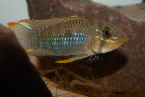 Apistogramma hippolytae