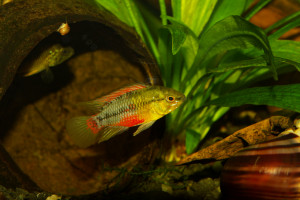 Apistogramma hongsloi