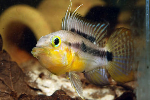 Apistogramma huascar