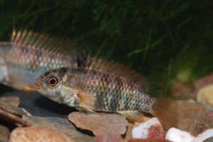 Apistogramma inconspicua