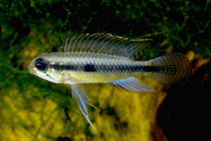 Apistogramma iniridae