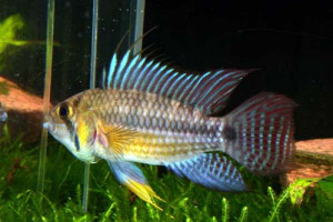 Apistogramma juruensis