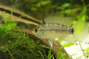 Apistogramma linkei