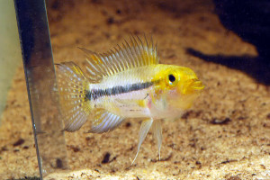 Apistogramma luelingi