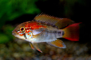 Apistogramma macmasteri