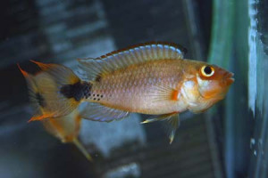 Apistogramma martini