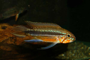 Apistogramma mendezi