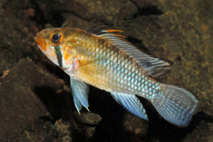 Apistogramma norberti